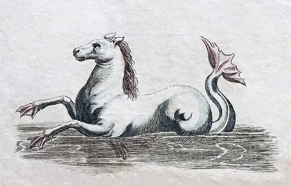 Seahorse, handcoloured copper engraving from Friedrich Justin Bertuch Picture book for children