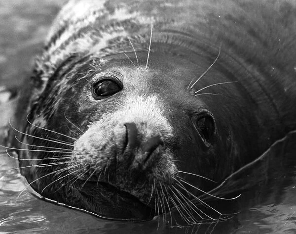 Seal Close-Up. 12th August 1975: This seal is very comfortable during the
