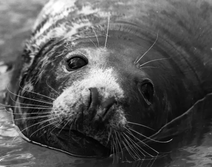 Framed Print : Seal Close-Up Framed Print : Seal Close-Up