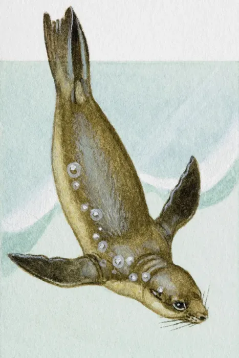 Framed Print : Seal, diving