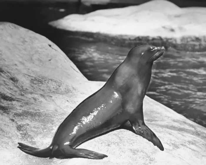 Framed Print : Seal lying on boulder (B&W) Framed Print : Seal lying on boulder (B&W)