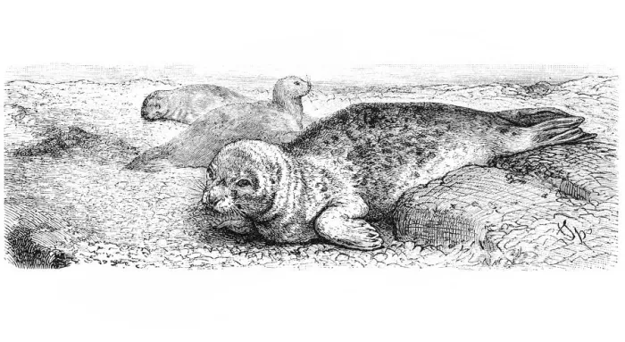 Framed Print : Seal (Phoca Vitulina)