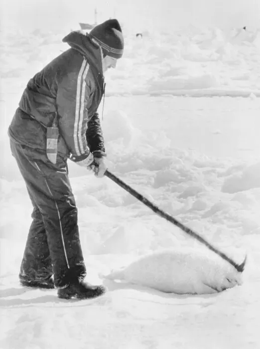Framed Print : Sealer Taking Life of a Seal on Ice Framed Print : Sealer Taking Life of a Seal on Ice