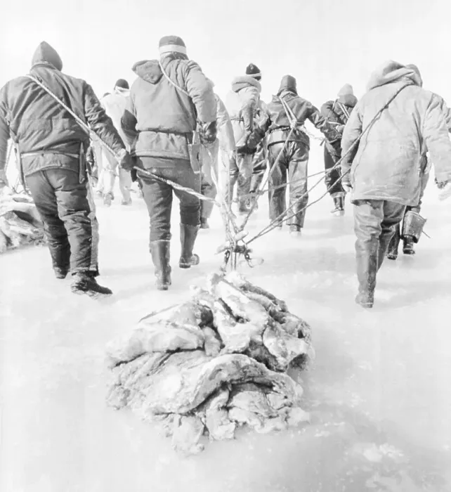 Framed Print : Sealers Dragging Seal Furs on the Ice Framed Print : Sealers Dragging Seal Furs on the Ice