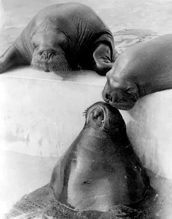 Framed Print : Three Seals Framed Print : Three Seals