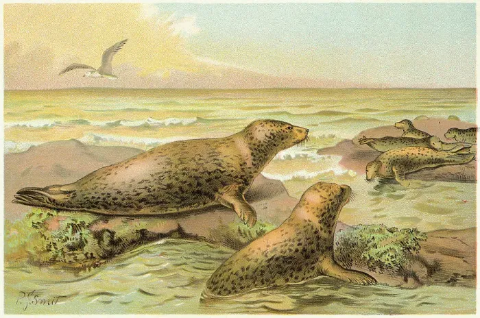 Framed Print : Seals Climbing on Rocks Framed Print : Seals Climbing on Rocks