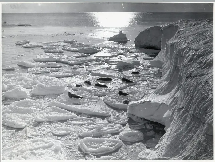 Framed Print : Seals On Pancake Ice / Iceberg / Antarctic Framed Print : Seals On Pancake Ice / Iceberg / Antarctic
