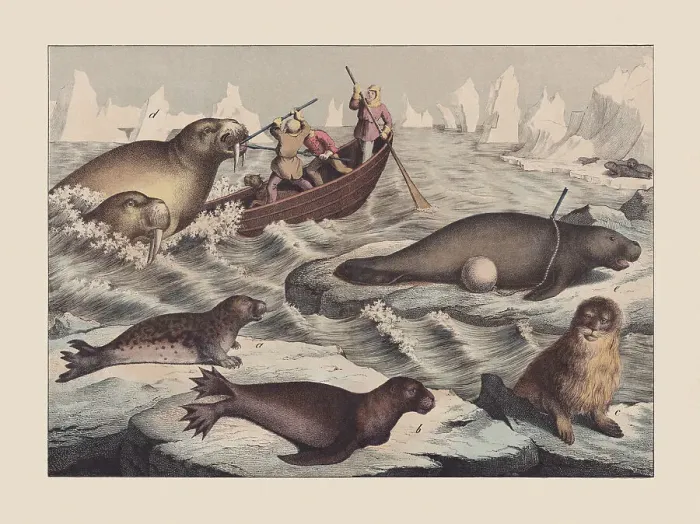 Framed Print : Seals (Pinnipedia) and sea-cows (Sirenia), hand-colored chromolithograph, published in 1869 Framed Print : Seals (Pinnipedia) and sea-cows (Sirenia), hand-colored chromolithograph, published in 1869