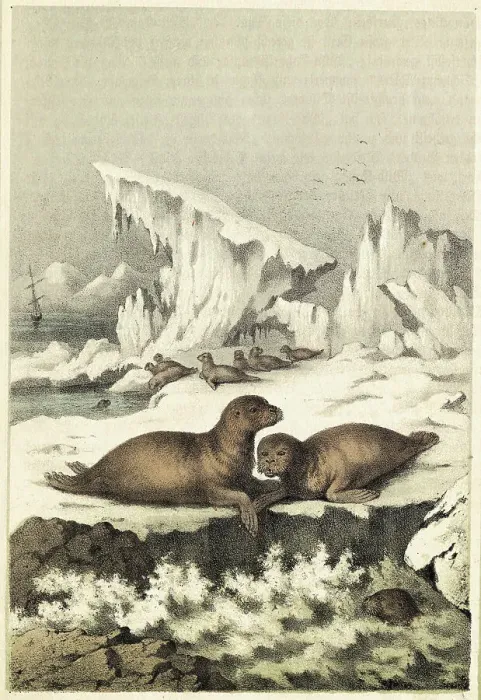 Framed Print : Seals Walking on Land Framed Print : Seals Walking on Land