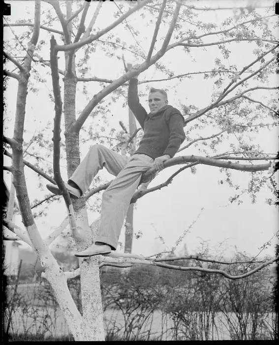 Framed Print : Seaman Watson Sitting in Tree Framed Print : Seaman Watson Sitting in Tree
