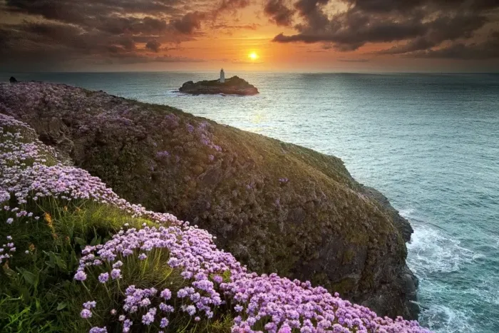 Framed Print : Seascape. Wild flowers in foreground with Godrevy lighthouse in distance