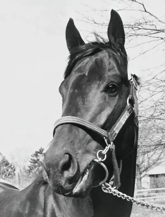 Framed Print : Seattle Slew at Belmont Park Framed Print : Seattle Slew at Belmont Park