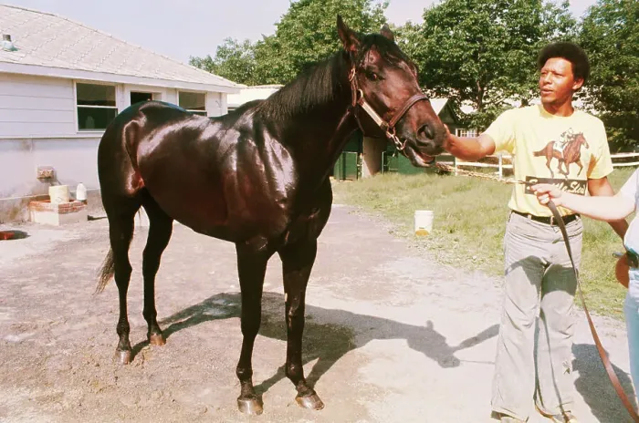 Framed Print : Seattle Slew with Groomer Framed Print : Seattle Slew with Groomer