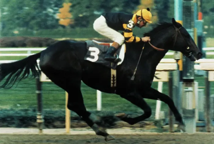 Framed Print : Seattle Slew and Jockey Racing Framed Print : Seattle Slew and Jockey Racing