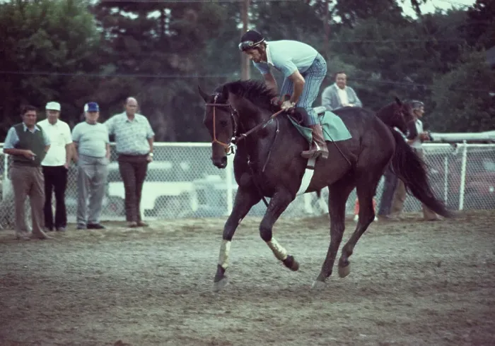 Framed Print : Seattle Slew At Pimlico Race Course Framed Print : Seattle Slew At Pimlico Race Course
