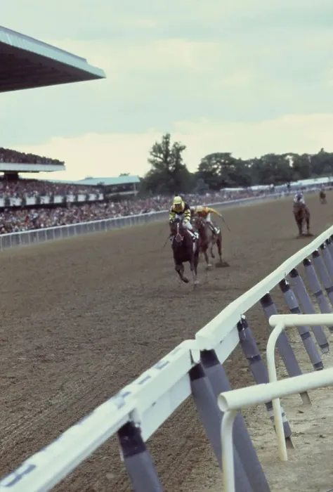 Framed Print : Seattle Slew Winning Belmont Stakes Framed Print : Seattle Slew Winning Belmont Stakes