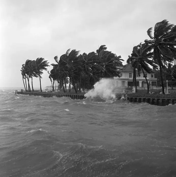 Framed Print : Seawall;Hurricane Winds Lash Palm Trees Framed Print : Seawall;Hurricane Winds Lash Palm Trees