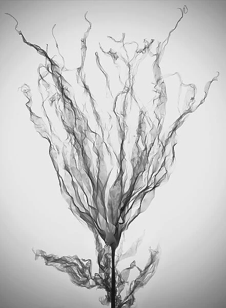 Seaweed (Alaria esculenta), X-ray