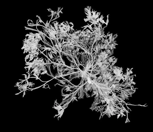 Seaweed (Fucus serratus), X-ray