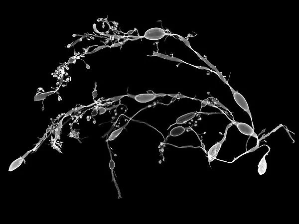 Seaweed knotted wrack (Ascophyllum nodosum), X-ray