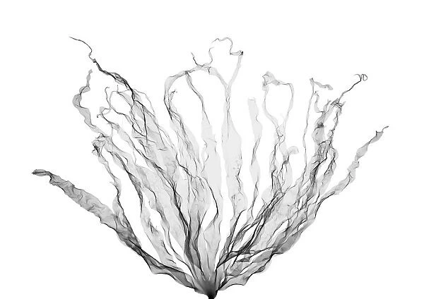 Seaweed (Laminaria hyperborea), X-ray