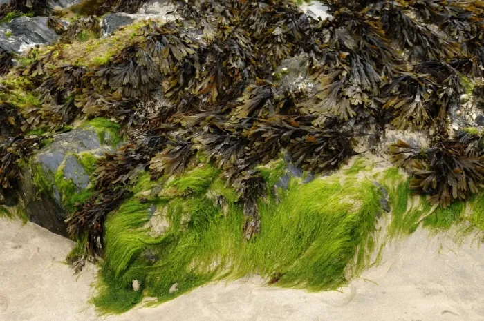 Framed Print : Seaweed on a rock in the harbour of Newquay, Cornwall, England, United Kingdom, Europe Framed Print : Seaweed on a rock in the harbour of Newquay, Cornwall, England, United Kingdom, Europe