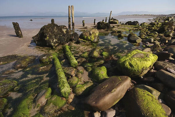 seaweed and rocks on beach