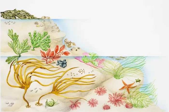 Framed Print : Seaweed, selection of marine benthic algae Framed Print : Seaweed, selection of marine benthic algae