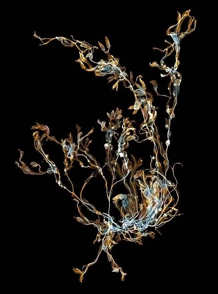 Seaweed, X-ray