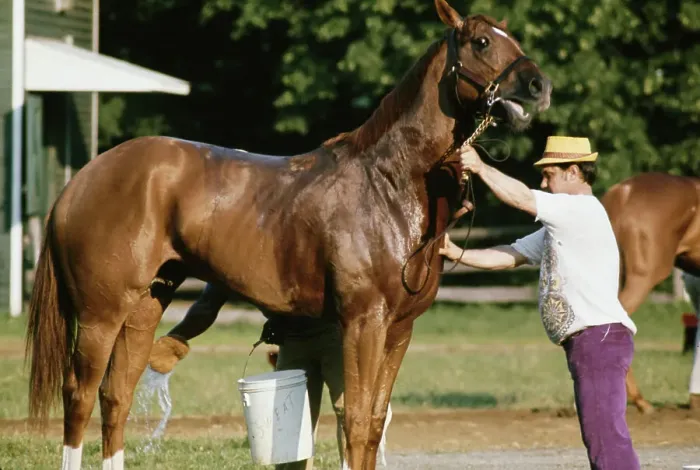 Framed Print : Secretariat, American Racehorse Framed Print : Secretariat, American Racehorse