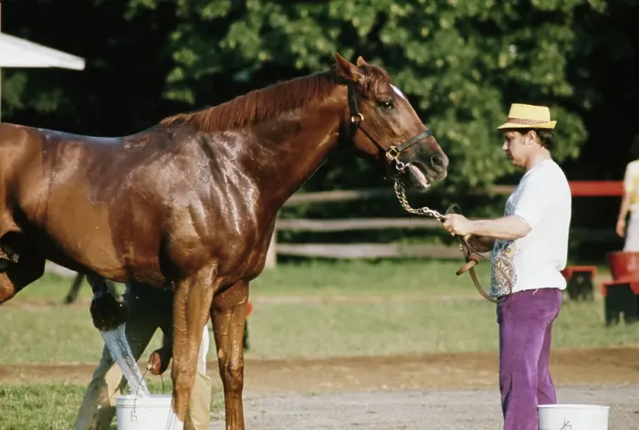 Framed Print : Secretariat, American Racehorse Framed Print : Secretariat, American Racehorse