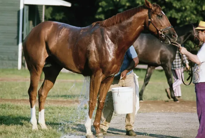 Framed Print : Secretariat, American Racehorse
