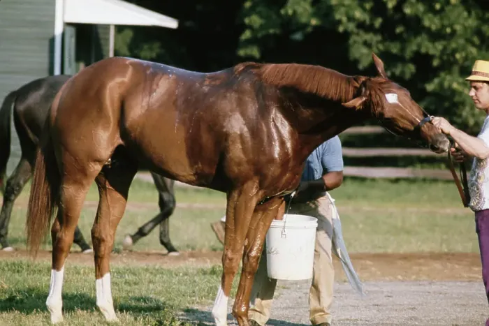 Framed Print : Secretariat, American Racehorse