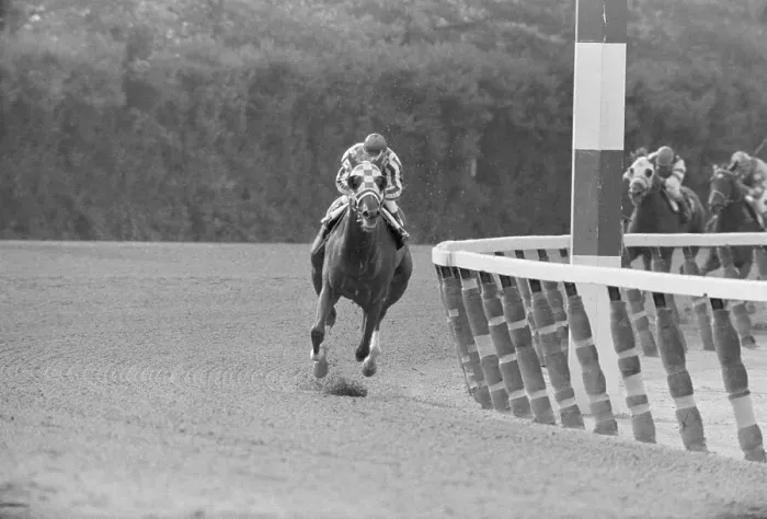 Framed Print : Secretariat Flies Around Final Corner Framed Print : Secretariat Flies Around Final Corner