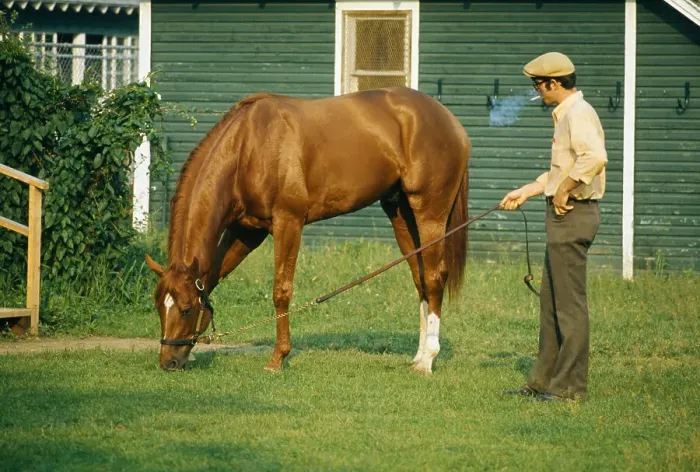 Framed Print : Secretariat Grazes at Belmont Park Framed Print : Secretariat Grazes at Belmont Park
