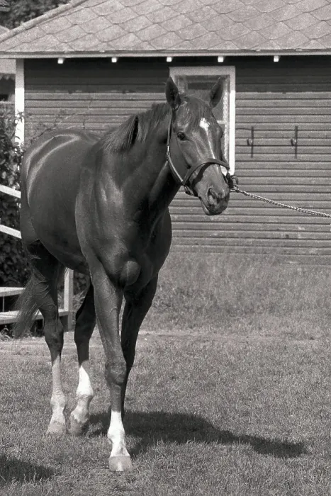 Framed Print : Secretariat the Horse Standing Behind Fence Framed Print : Secretariat the Horse Standing Behind Fence