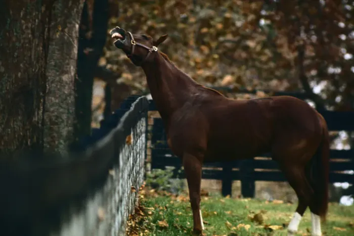 Framed Print : Secretariat Looking over Fence Framed Print : Secretariat Looking over Fence