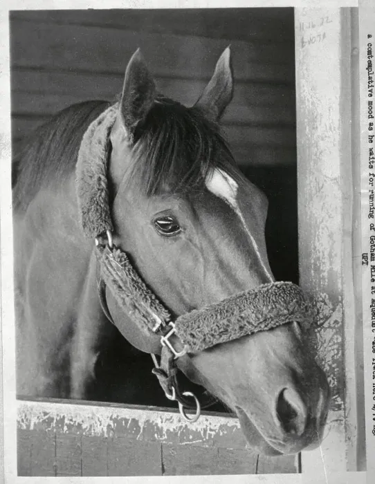 Framed Print : Secretariat Looking out from Stall Framed Print : Secretariat Looking out from Stall