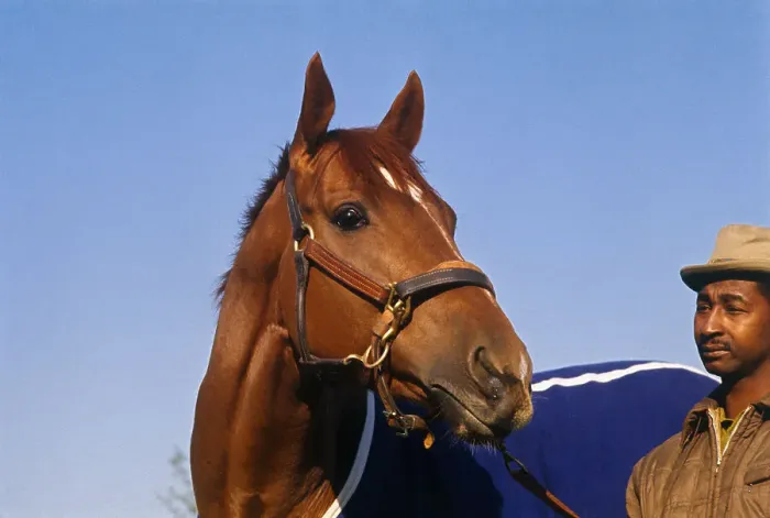 Framed Print : Secretariat Race Horse Framed Print : Secretariat Race Horse