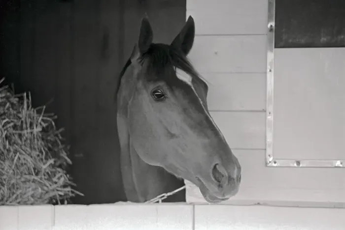 Framed Print : Secretariat in His Stable