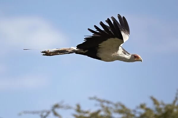 Secretary Bird -Sagittarius serpentarius- in flight, Serengeti, Tanzania, Africa