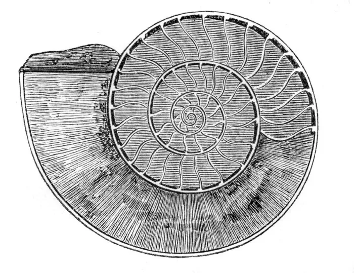 Framed Print : section ammonite Framed Print : section ammonite