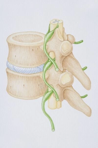 Section diagram depicting the human vertebral column, spinal nerve, spinal cord and vertebra of the delicate spina