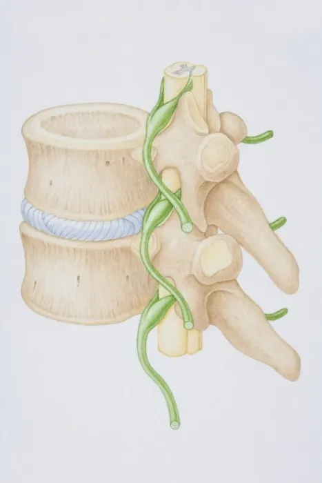 Framed Print : Section diagram depicting the human vertebral column, spinal nerve, spinal cord and vertebra of the delicate spina Framed Print : Section diagram depicting the human vertebral column, spinal nerve, spinal cord and vertebra of the delicate spina