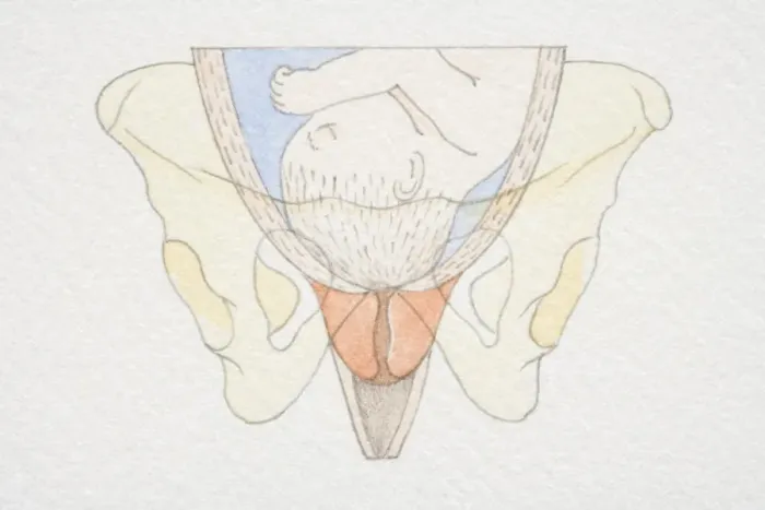Framed Print : Section diagram of swollen uterus with foetus head pushing down on cervix opening Framed Print : Section diagram of swollen uterus with foetus head pushing down on cervix opening