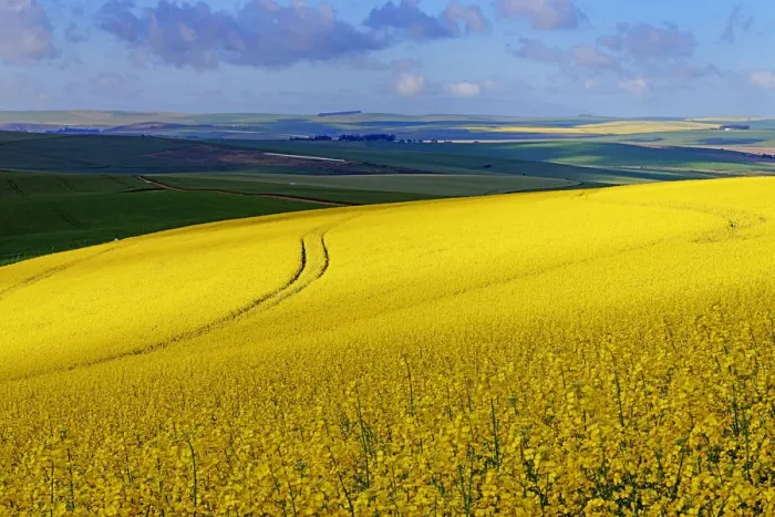 Framed Print : A section of a farm with sunlit canola and wheat fields with the tracks of a harvester running through the canola field, Swellendam, Western Cape South Africa Framed Print : A section of a farm with sunlit canola and wheat fields with the tracks of a harvester running through the canola field, Swellendam, Western Cape South Africa