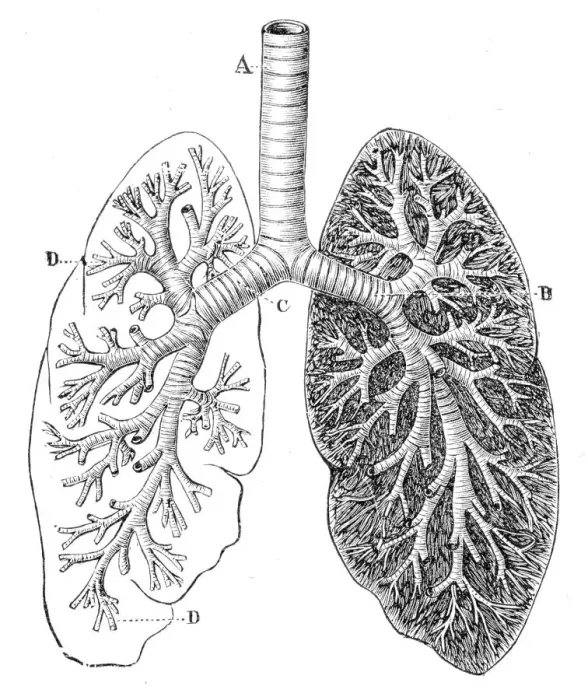 Framed Print : Section of the Lungs Anatomy Drawings 1888 Framed Print : Section of the Lungs Anatomy Drawings 1888