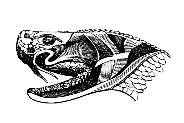 Framed Print : snake. Section of snake head showing poison glands and fangs, vintage illustration Framed Print : snake. Section of snake head showing poison glands and fangs, vintage illustration