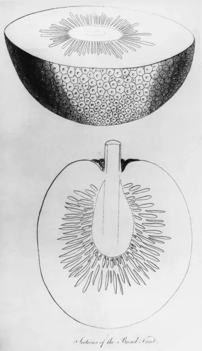 Framed Print : Sections Of The Breadfruit Framed Print : Sections Of The Breadfruit