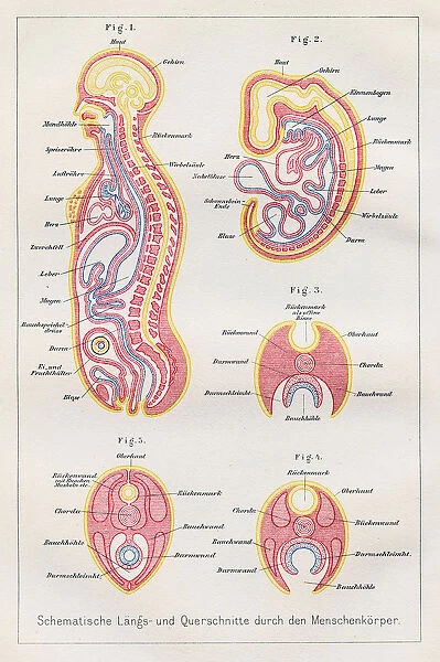 Sections human body anatomy engraving 1857
